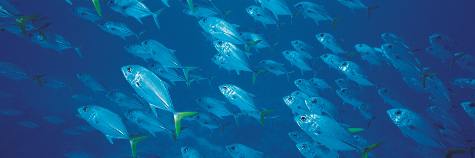 TackleWorldAus's profile banner image