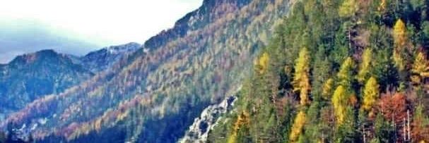 Alfiloy's profile banner image