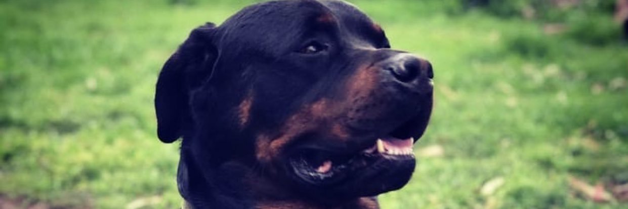 moreiratom1's profile banner image
