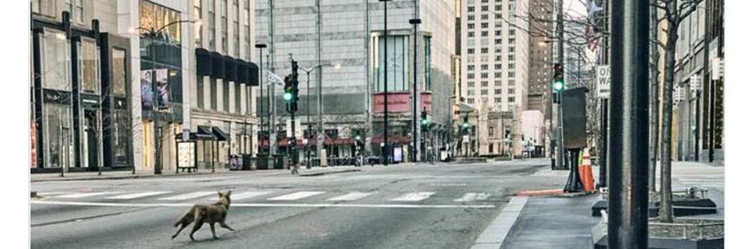 ChicagoAreaMan's profile banner image