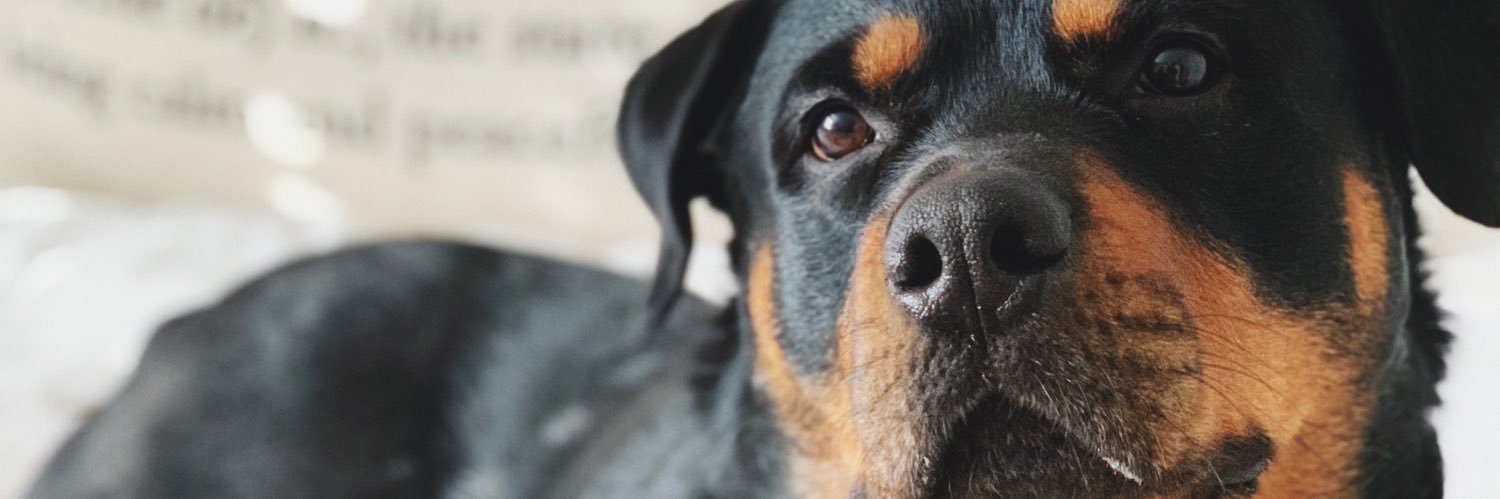 The Brahma Bull banner