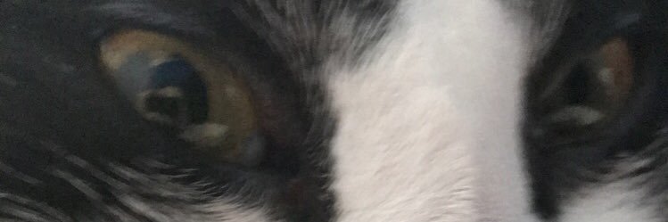 OriginalOkami's profile banner image