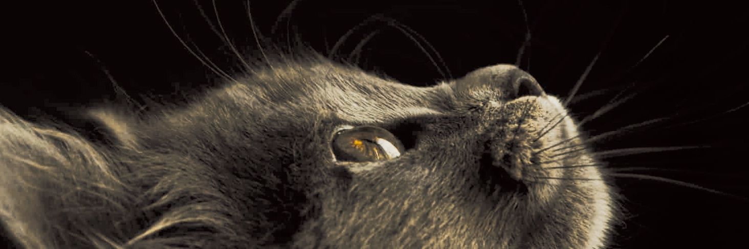 𝐀𝐫𝐨. banner
