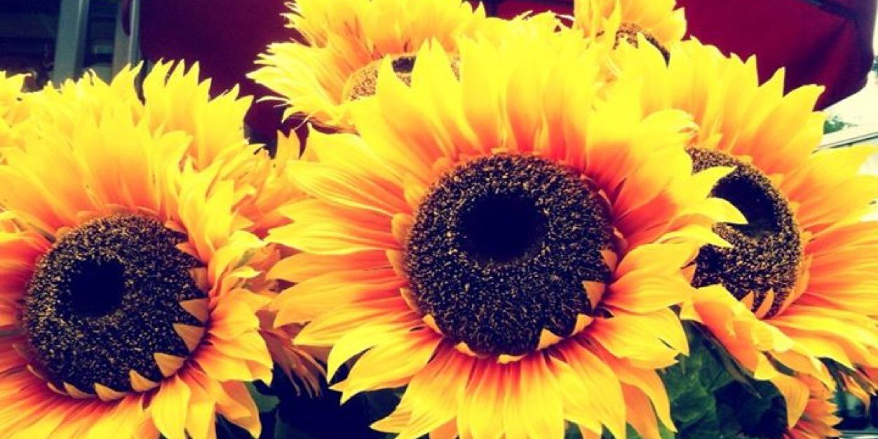 jill_earley's profile banner image
