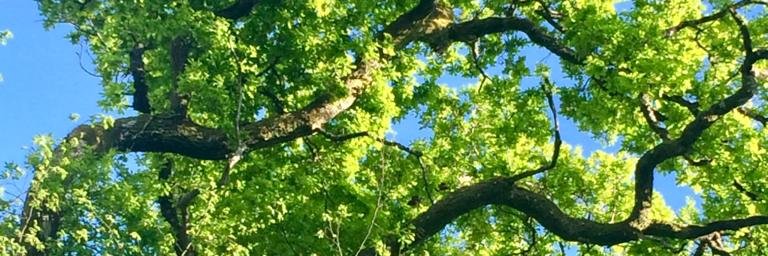 Fabrice MICHEL banner