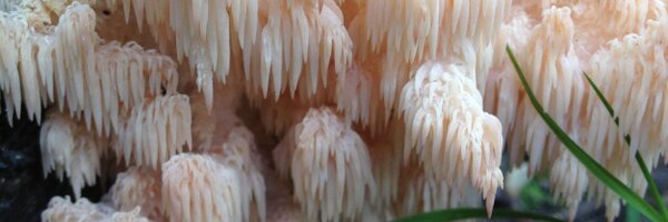 AwesomeBiota Profile Banner