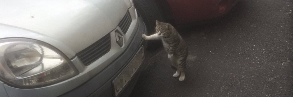 gabbehcat's profile banner image