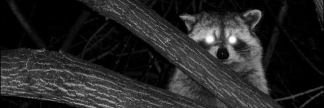 gabo 🦝 banner