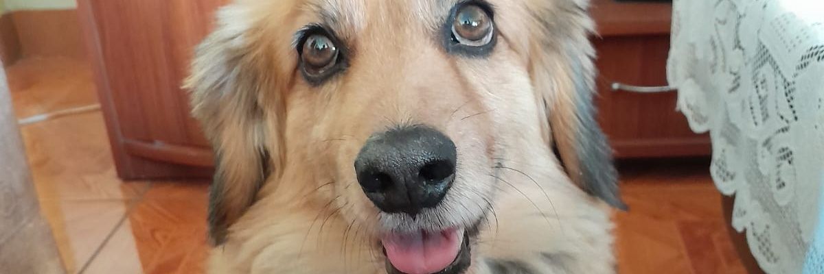 Licethdaly's profile banner image