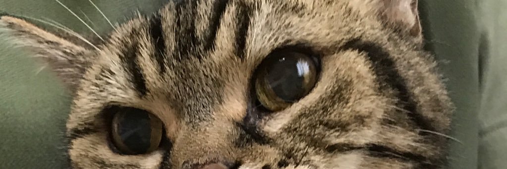 みるら ➰🌈天使のさくらといちご banner