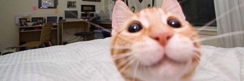 leopetiro's profile banner image