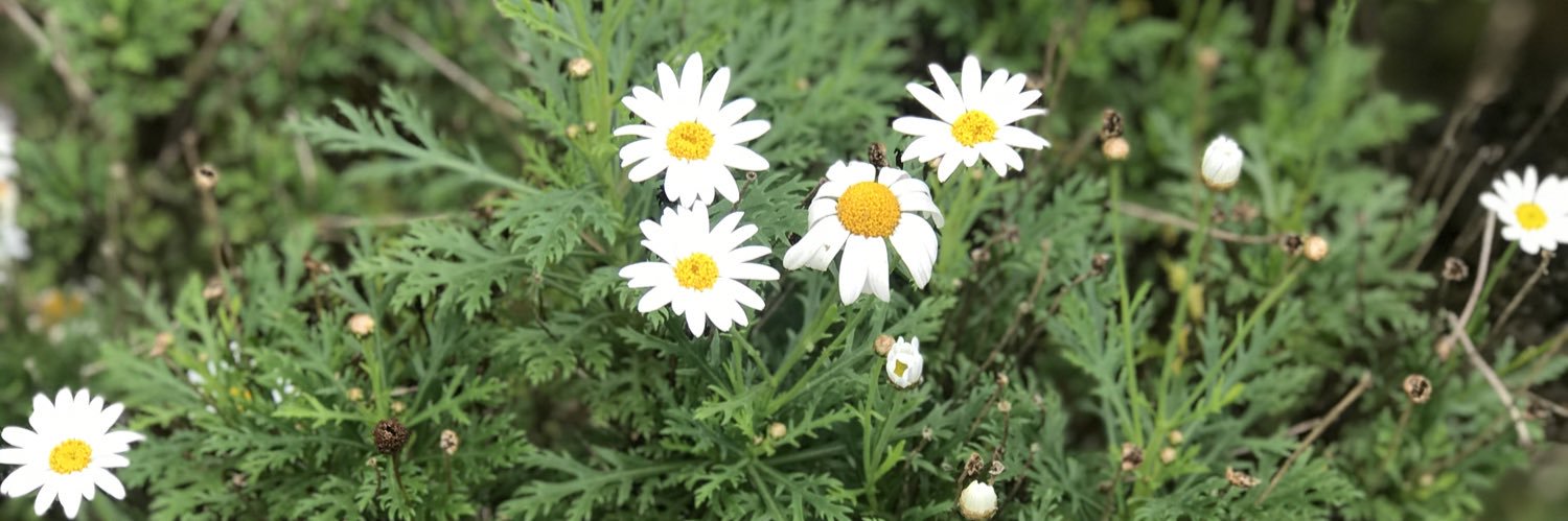 bootifulblooms's profile banner image