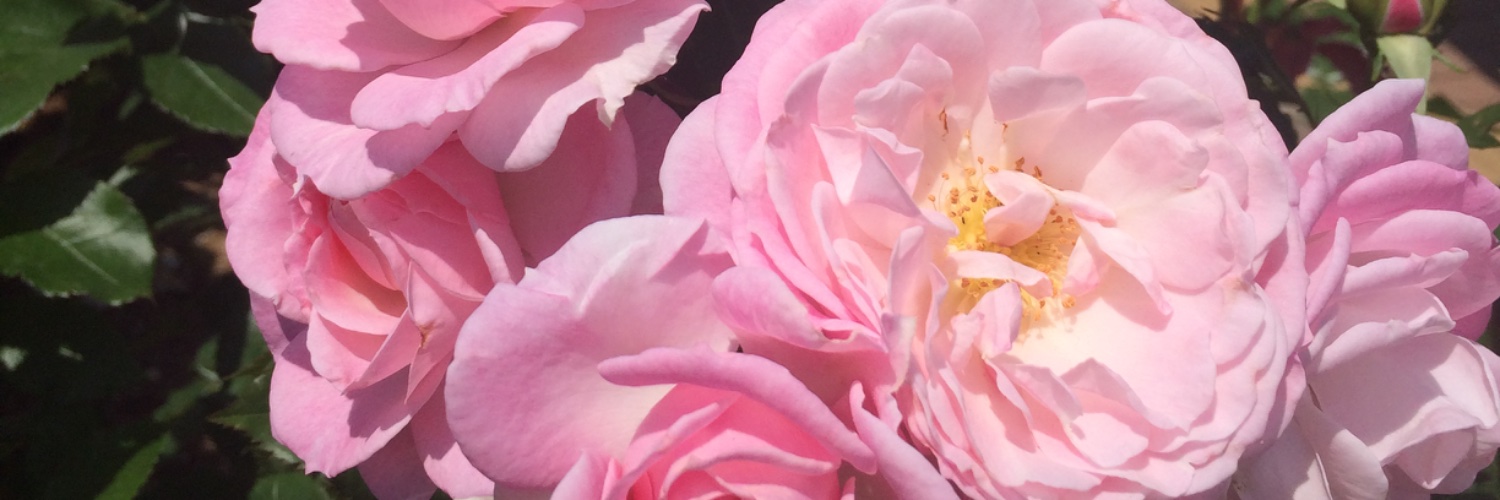 milkyring14's profile banner image