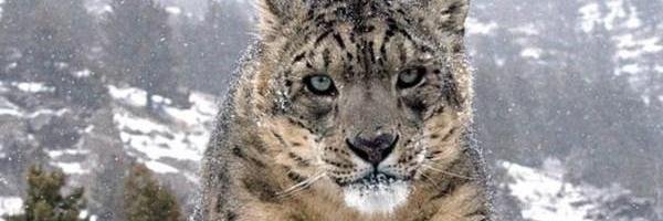 iberred's profile banner image