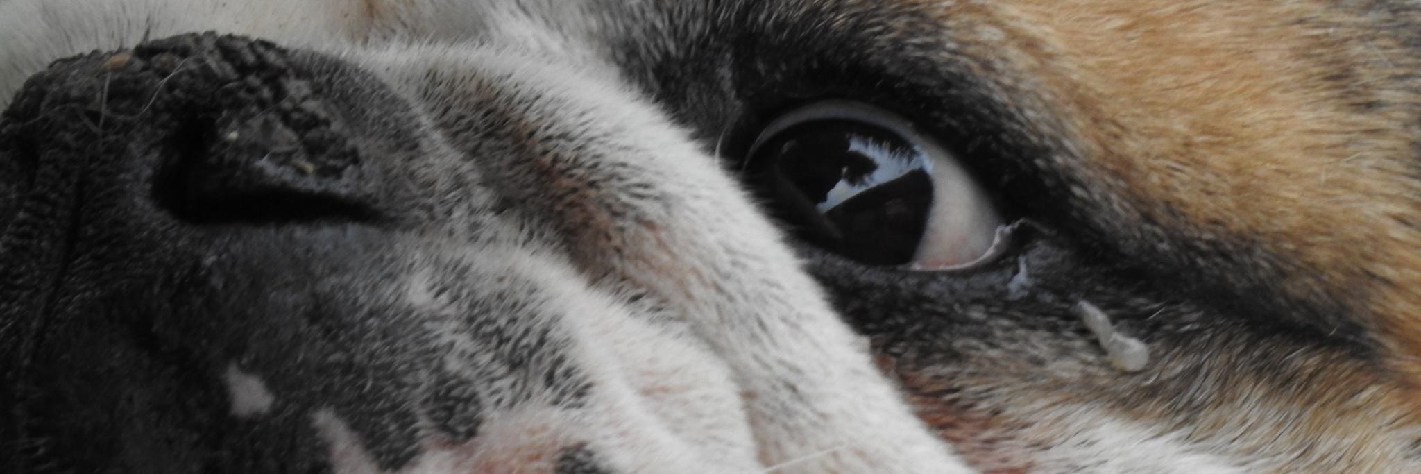 Fresca_Labs_LLC's profile banner image