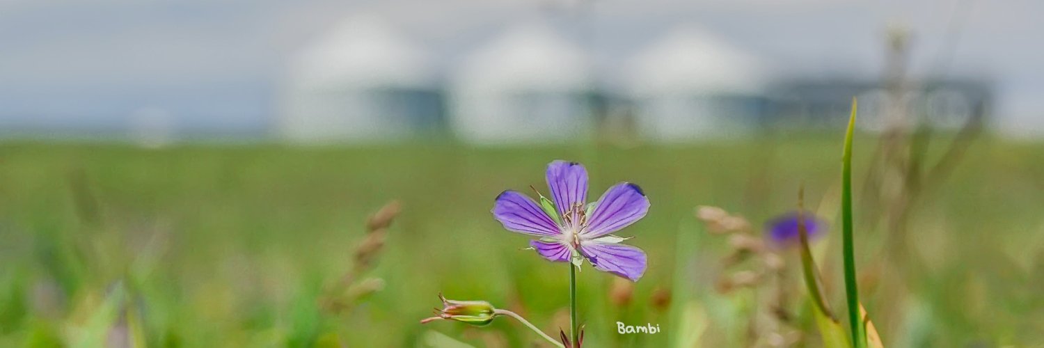 bloomuloo's profile banner image