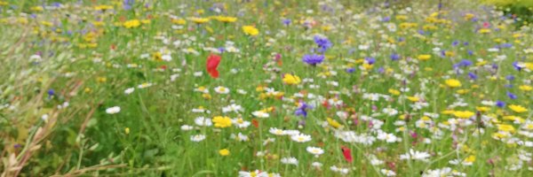 KiddRozanne Profile Banner