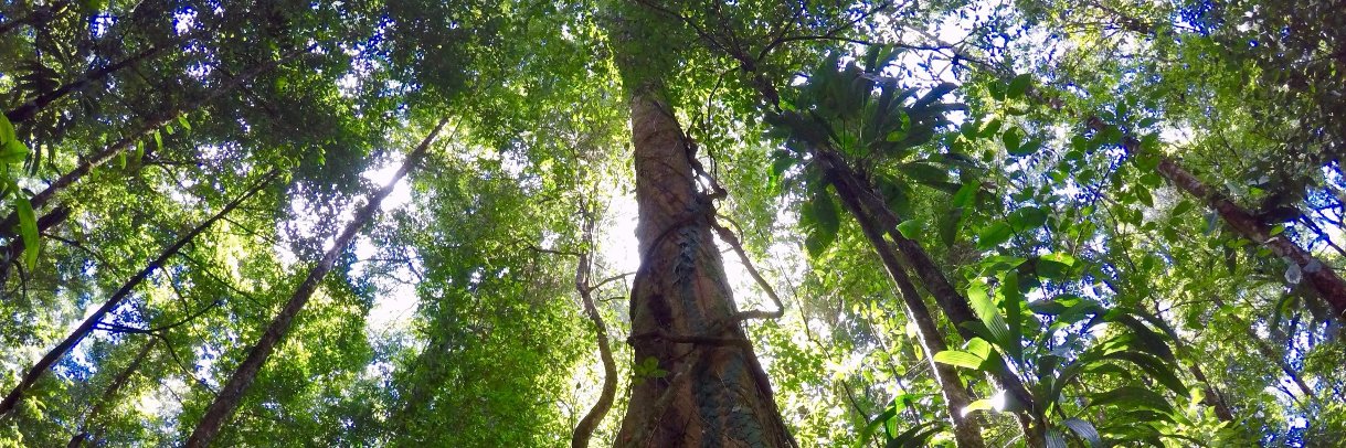 Vincent Merckx banner