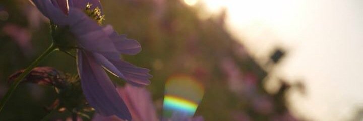 oasns's profile banner image