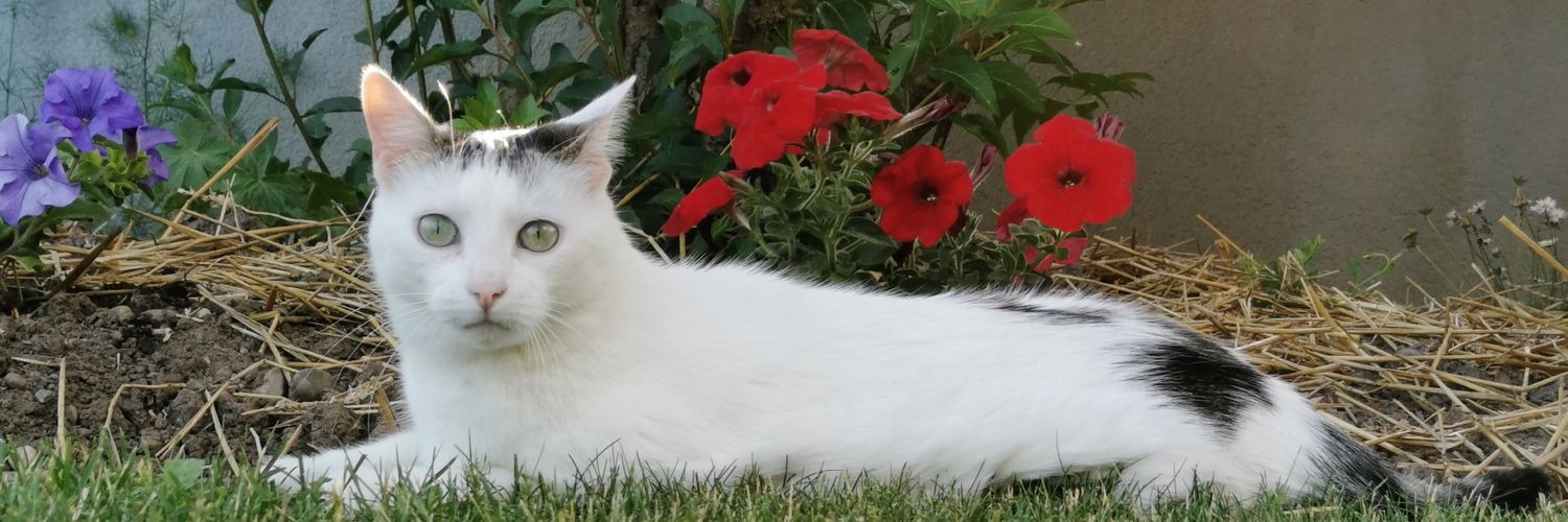 prissoux68's profile banner image