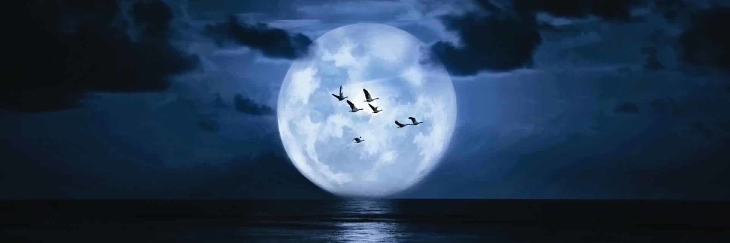 يزيد الشمري banner