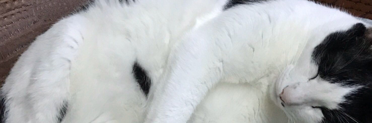 LinAdsl11031103's profile banner image