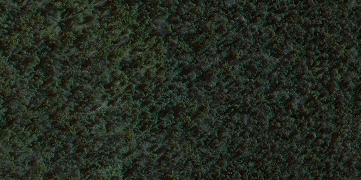 CAT CAT banner