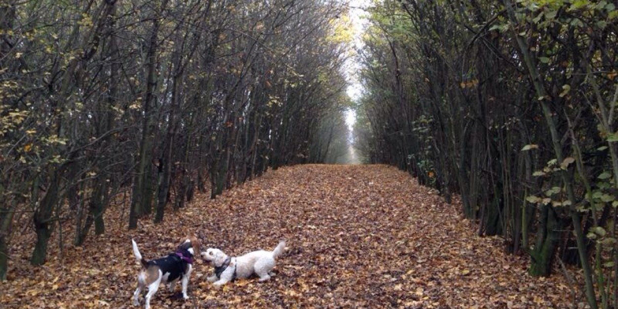 Mrs M C Sharry banner