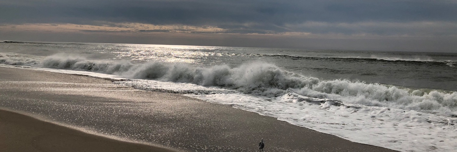 Lisi | Social Media Strategist banner