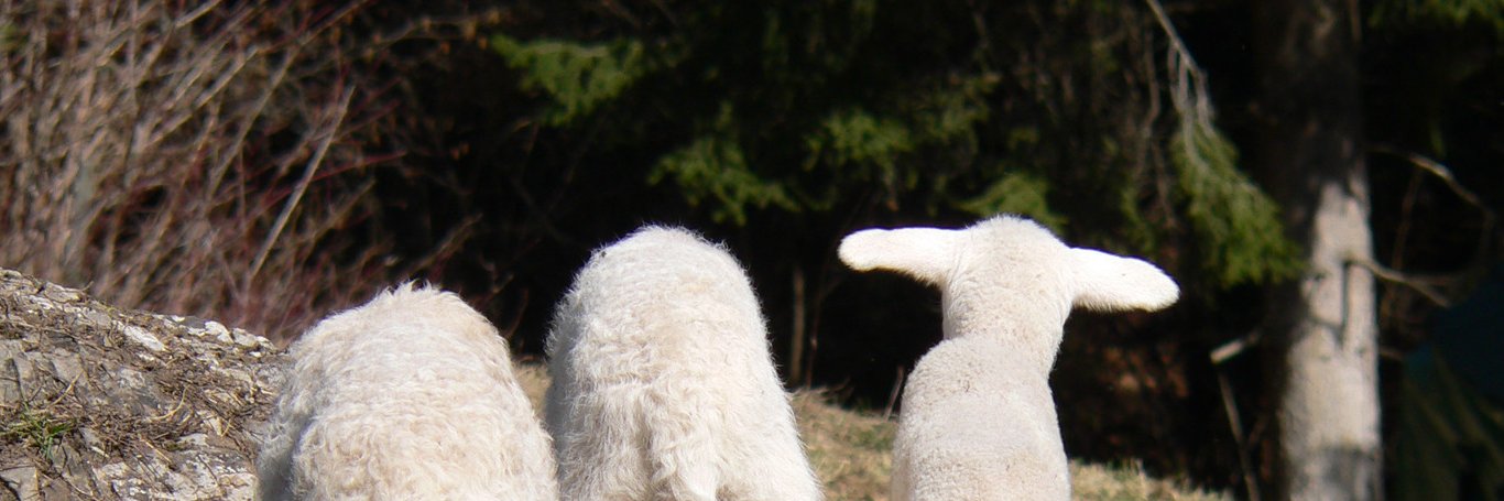 sgilgen's profile banner image