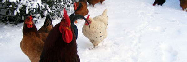 SeattleFarmCoop Profile Banner