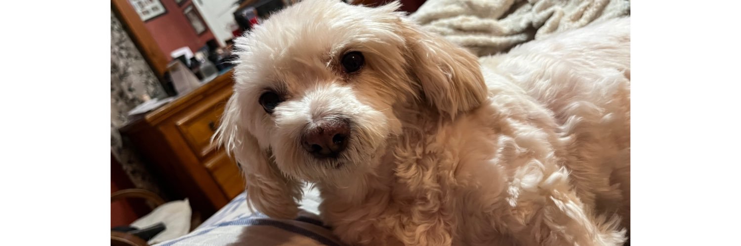 yoitsjoce_'s profile banner image