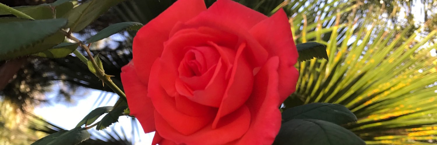 ktp5_'s profile banner image
