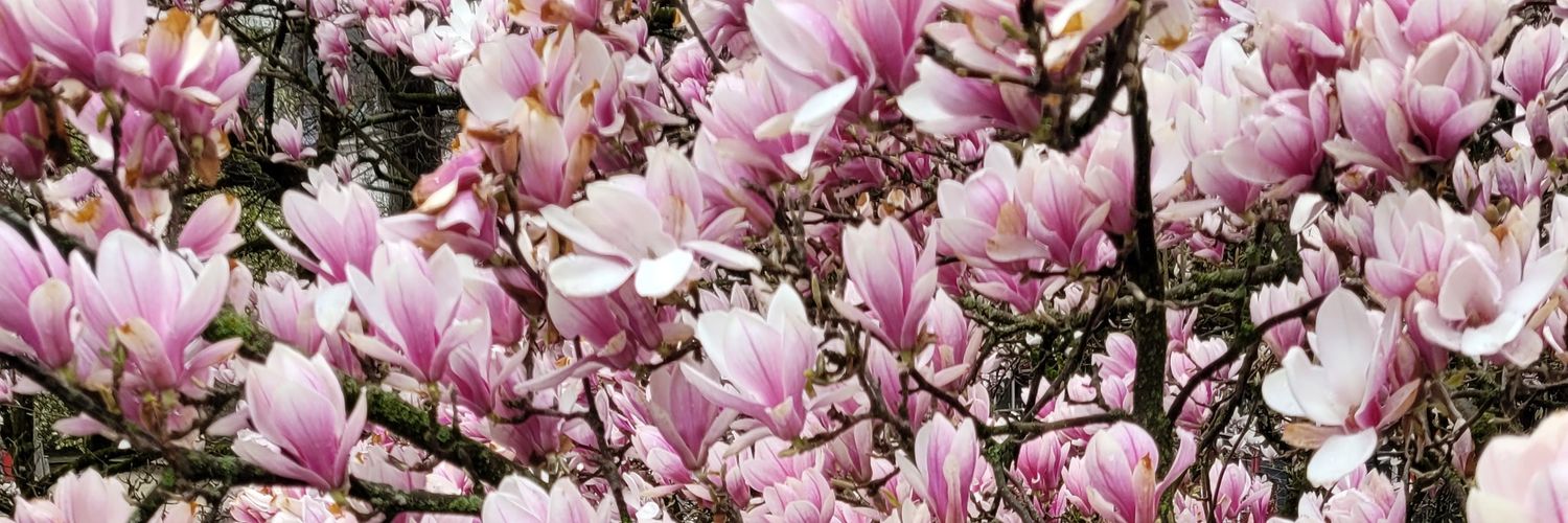 Astrid Halder banner