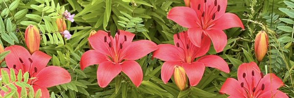 etonasya Profile Banner