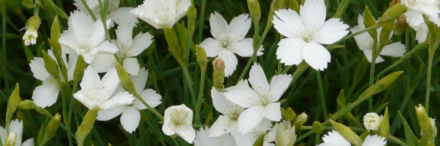 _blumenpost's profile banner image