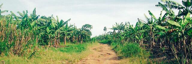 ACE学生チームPeACE banner