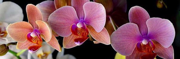 jasmine_beee's profile banner image