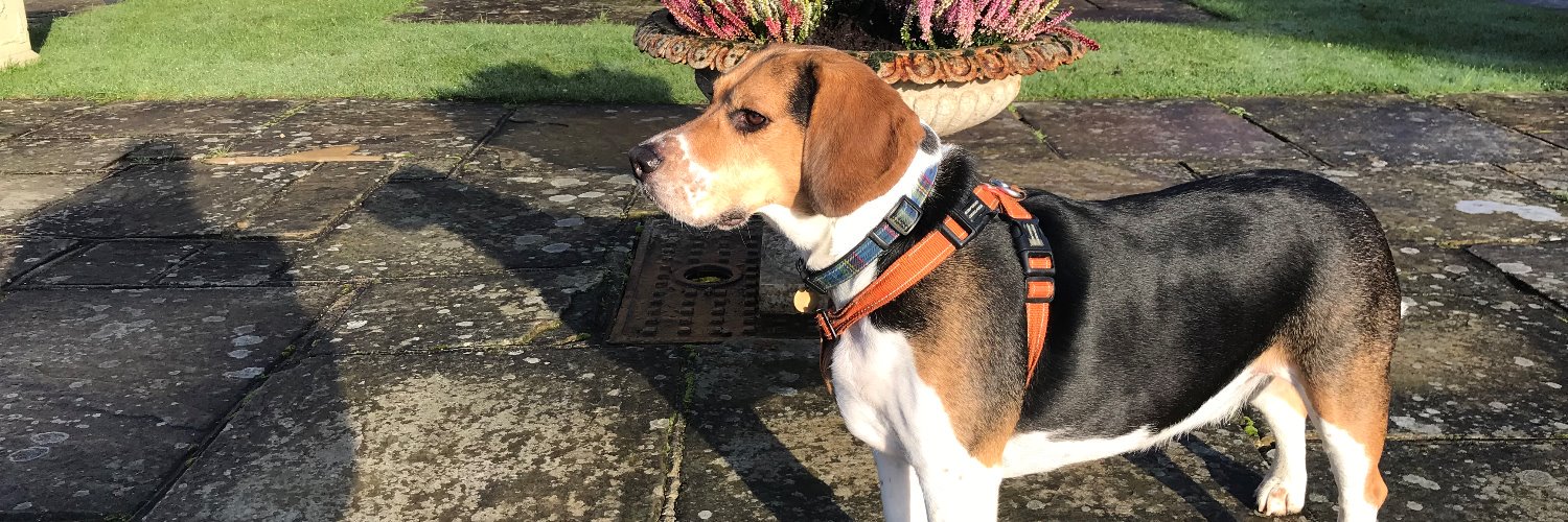 Smeagle The Beagle banner