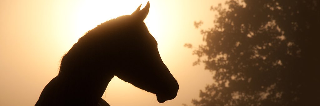 N_r15's profile banner image