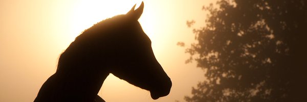 N_r15 Profile Banner