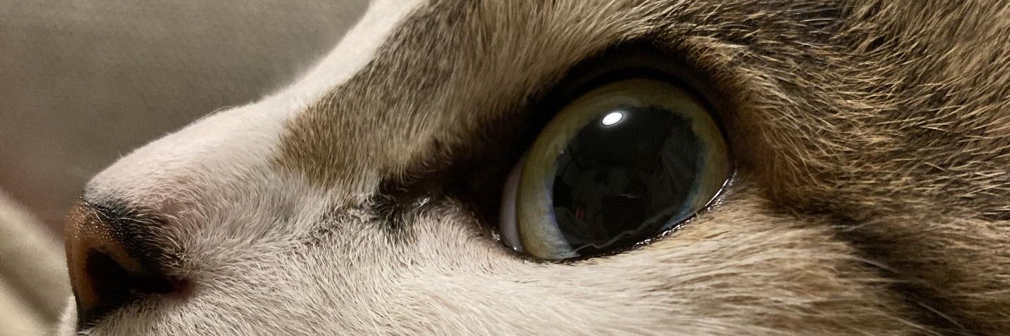 leo_kyo's profile banner image