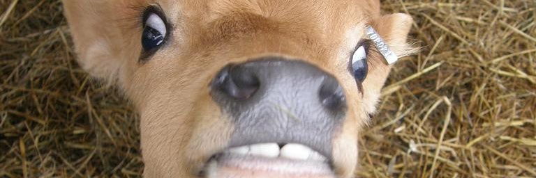 vealteam6's profile banner image
