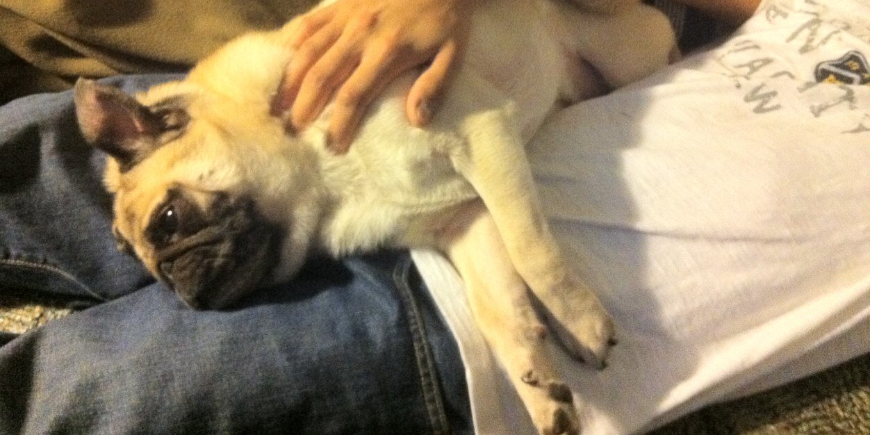 meatballthepug's profile banner image