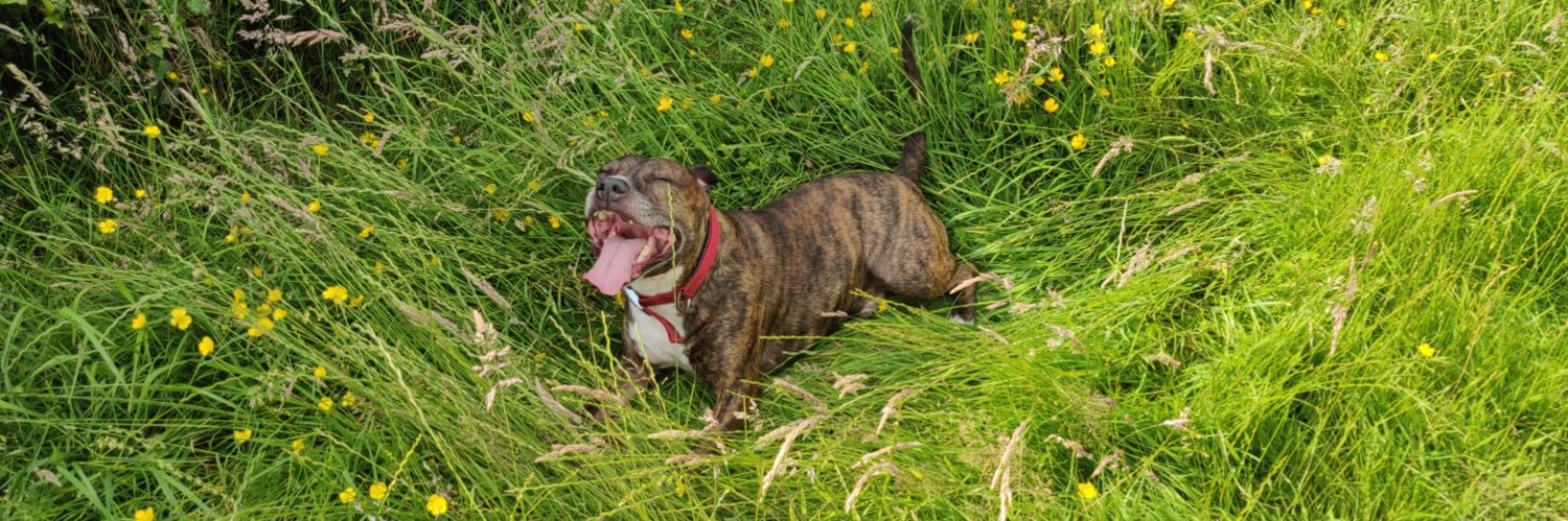 ᴹⁱᶜᵏᵉʸ banner