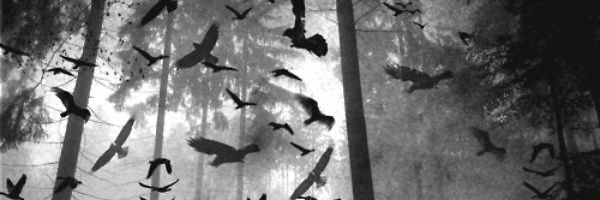 CrowJonap's profile banner image