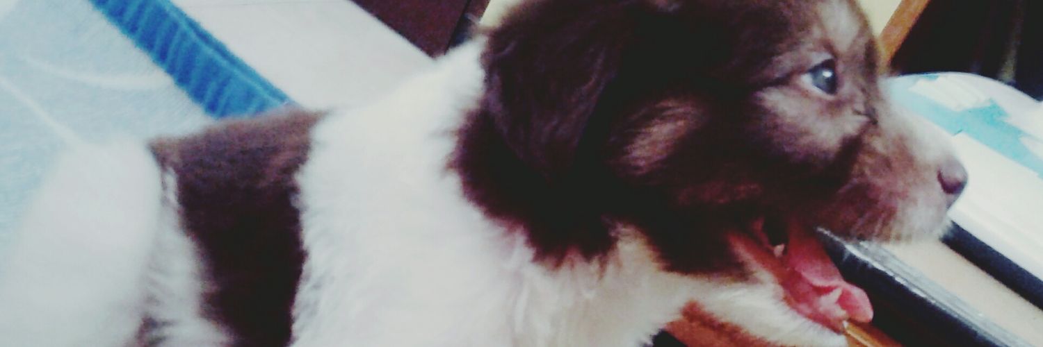 Pauleena021's profile banner image