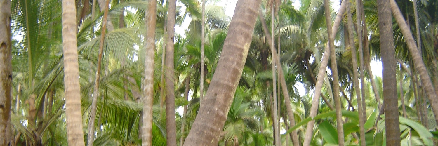 SoniaSoman's profile banner image