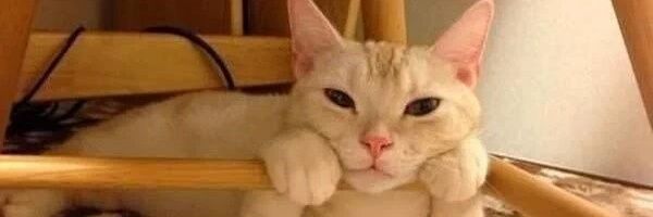 La loca de los gatos 🐾 banner