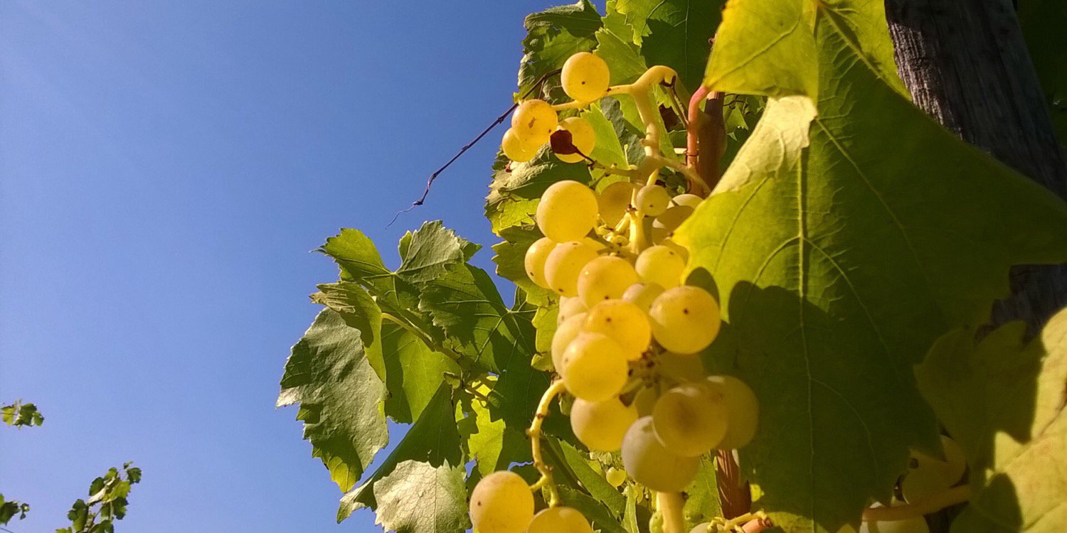 PreverWine's profile banner image